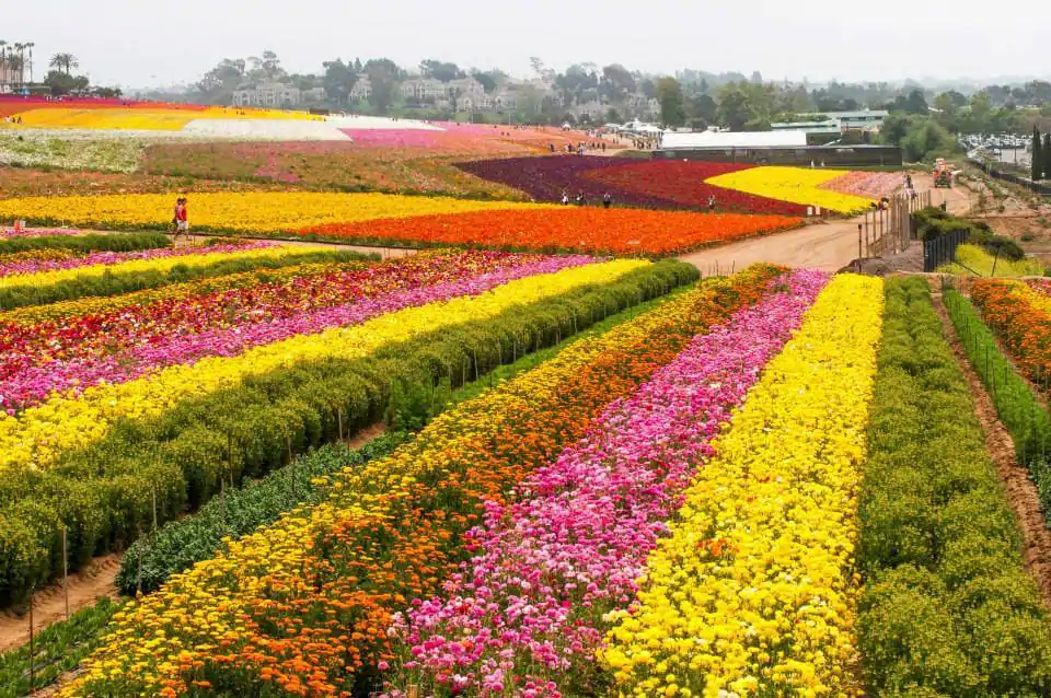 Carlsbad-Flower-Fields